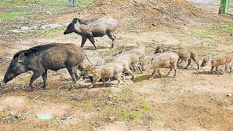 ಕೊಟ್ಟೂರು: ವಿದ್ಯುತ್ ಸ್ಪರ್ಶದಿಂದ ಕಾಡು ಹಂದಿಗಳ ಸಾವು