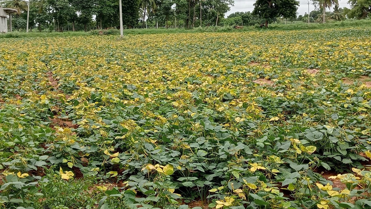 ಹೆಸರು ಬೆಳೆಗೆ ಹಳದಿ ರೋಗ, ರೈತರಲ್ಲಿ ಆತಂಕ