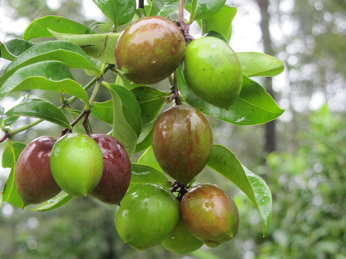 ಕೊಡಗು | ಮರೆಯಾಗುತ್ತಿರುವ ಕಾಡುಹಣ್ಣುಗಳು