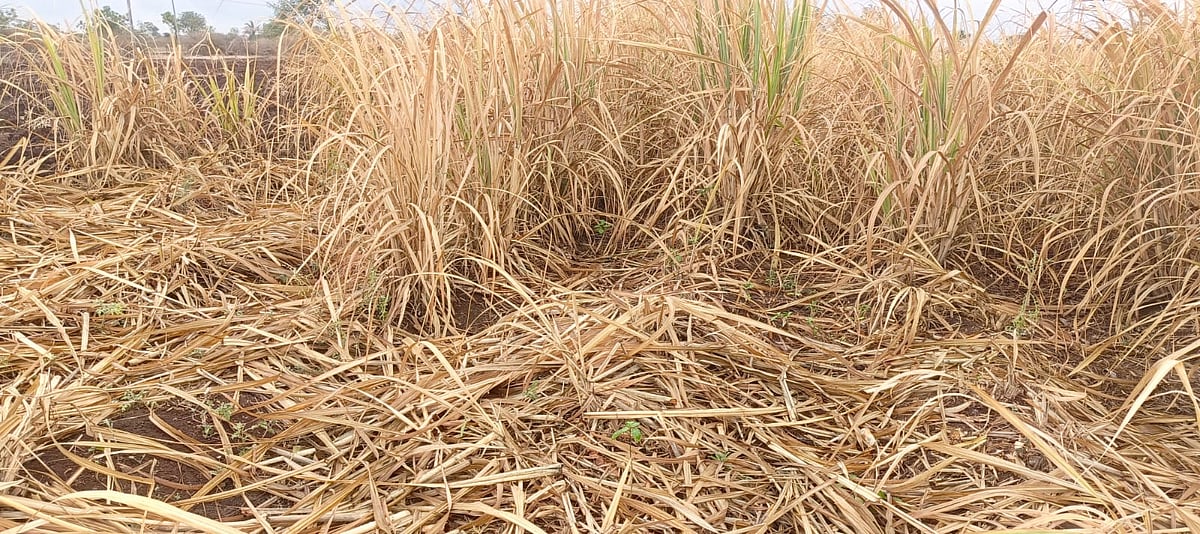 ಅಥಣಿ: ಅರ್ಧದಷ್ಟು ಮಾತ್ರ ಮುಂಗಾರಿ ಬಿತ್ತನೆ