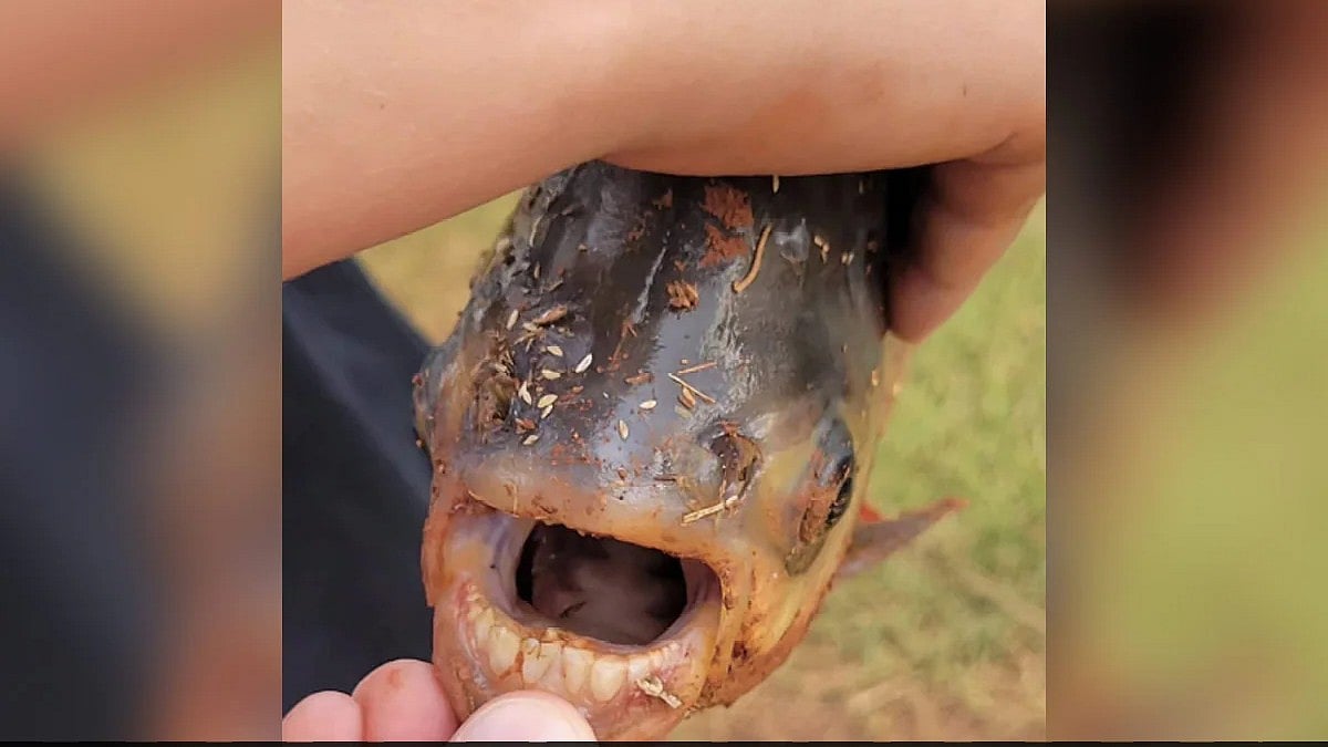 ಈ ಮೀನಿಗೂ ಮಾನವನಂತೆ ಹಲ್ಲುಗಳಿವೆ !