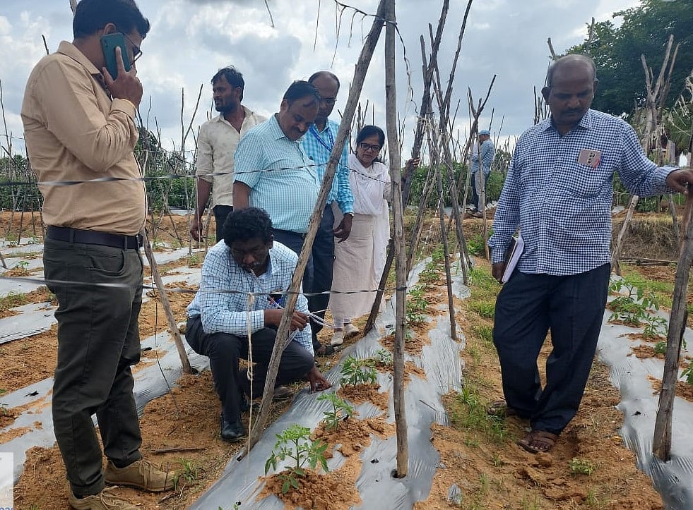 ಕೋಲಾರ: ಟೊಮೆಟೊ ಎಲೆ ಮುಟುರು ರೋಗ ಸಮೀಕ್ಷೆ