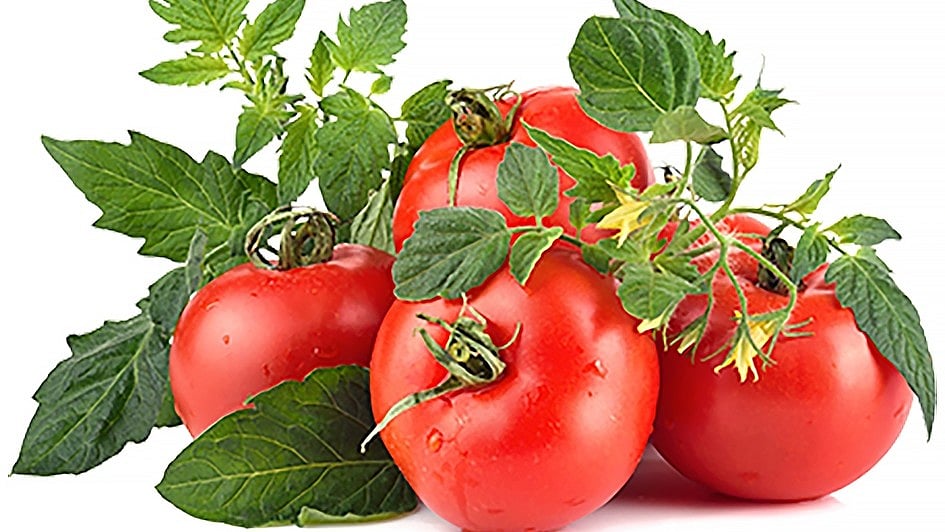 ₹ 80ಕ್ಕೆ ಟೊಮೆಟೊ ಮಾರಾಟ ಆರಂಭಿಸಿದ ಕೇಂದ್ರ ಸರ್ಕಾರ