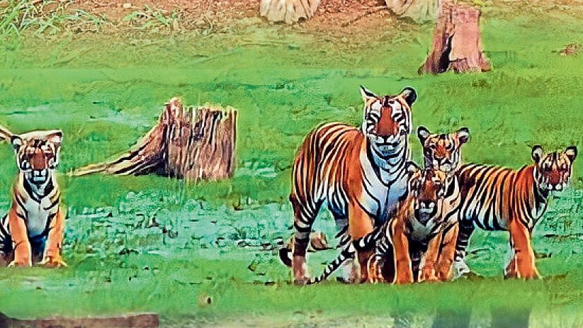 ವಿಶ್ಲೇಷಣೆ | ಸಂರಕ್ಷಣೆಯ ಹೆಸರಿನಲ್ಲಿ ಹಳ್ಳ ಹಿಡಿಯುತ್ತಿದೆಯೇ ಹುಲಿ ಯೋಜನೆ?