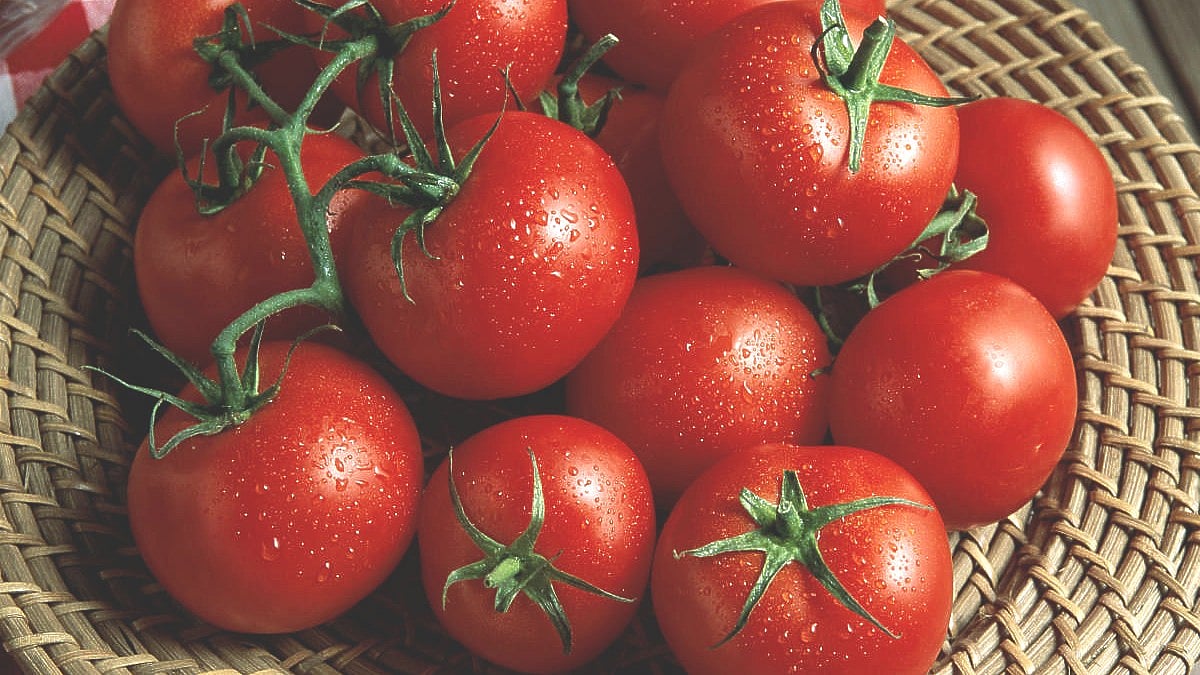 ಆಳ–ಅಗಲ: ಟೊಮೆಟೊ ಬೆಲೆ ಏರಿಳಿತ ಹಾಗೂ ಬಾಹ್ಯಾಕಾಶದಲ್ಲಿ ಟೊಮೆಟೊ ಬೀಜೋತ್ಪಾದನೆಗೆ 4 ದಶಕ