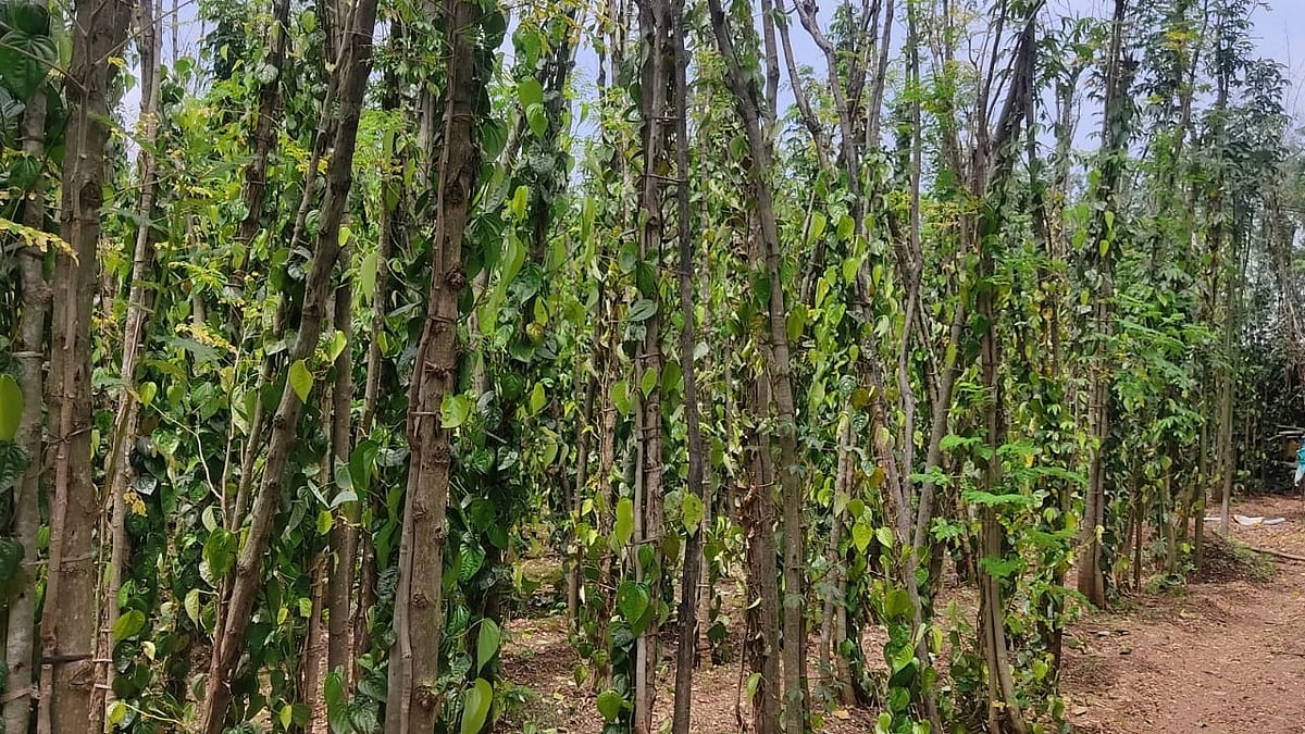 ವಿಳ್ಯೆದೆಲೆಗೆ ಬೇರುಕೊಳೆ ರೋಗ: ಆತಂಕದಲ್ಲಿ ರೈತರು