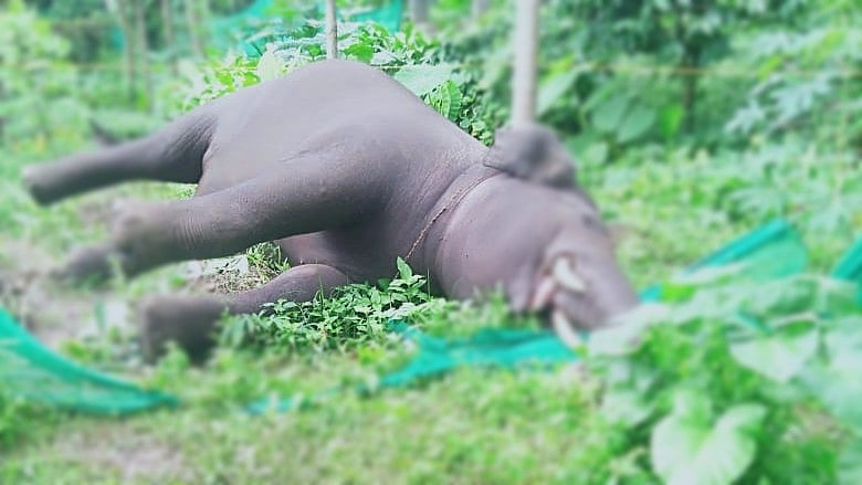 ಸುಂಟಿಕೊಪ್ಪ: ಕಾಡಾನೆ ಮೃತದೇಹ ಪತ್ತೆ