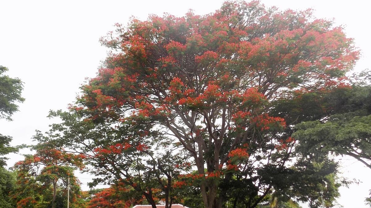 ಹಳೇಬೀಡು: ಕೆಂಡ ಸಂಪಿಗೆ ಸೊಬಗು ಗುಲ್‌ಮೊಹರ್