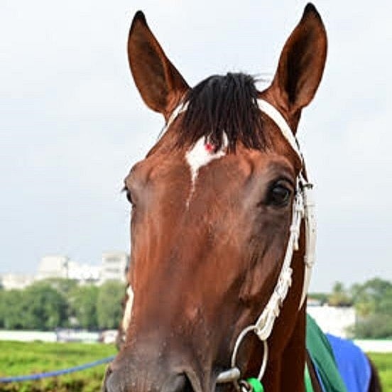 ಬೆಟ್‍ವೇ ಬೆಂಗಳೂರು ಬೇಸಿಗೆ ಡರ್ಬಿ: ಸಿಂಥೆಸಿಸ್‌ ಗೆಲ್ಲುವ ನಿರೀಕ್ಷೆ