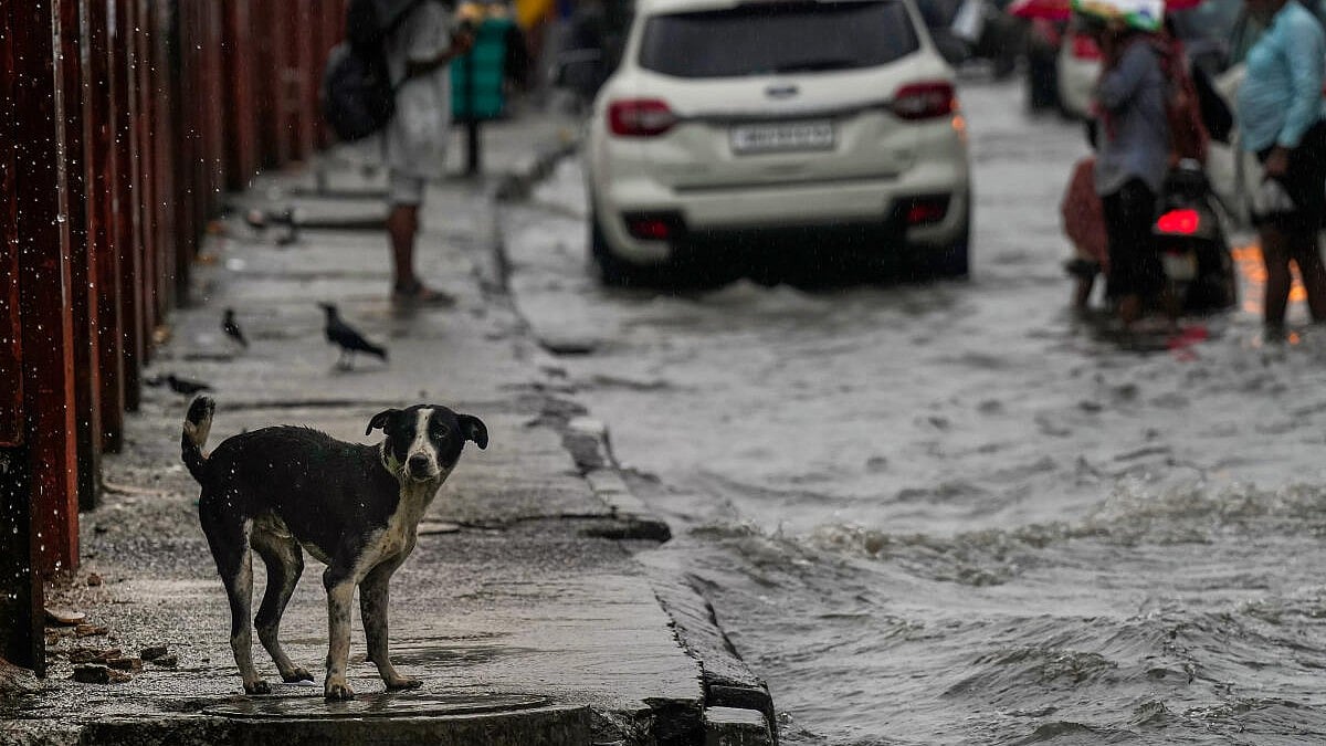 Rain | ಉತ್ತರದಲ್ಲಿನ ಭಾರೀ ಮಳೆಗೆ ಕೊಚ್ಚಿಹೋದ ಸೇತುವೆ, ವಿವಿಧೆಡೆ 15 ಮಂದಿ ಸಾವು