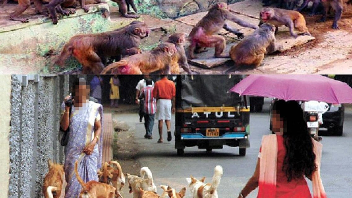 ಅಂಕಣ– ಮಂಗನಾಟ ಹಾಗೂ ನಾಯಿಬಾಲ!