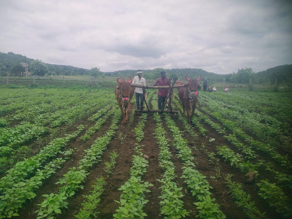 ಚಿಂಚೋಳಿ: ಮಳೆ ಕೊರತೆ ಮಧ್ಯೆಯೂ 78 ಸಾವಿರ ಹೆಕ್ಟೇರ್ ಪ್ರದೇಶದಲ್ಲಿ ಬಿತ್ತನೆ