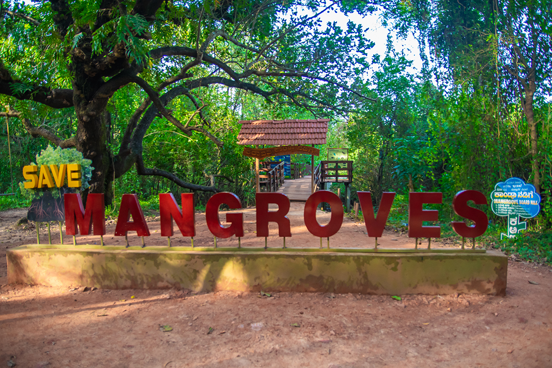 ಮ್ಯಾಂಗ್ರೋವ್‌ ಅರಣ್ಯ 