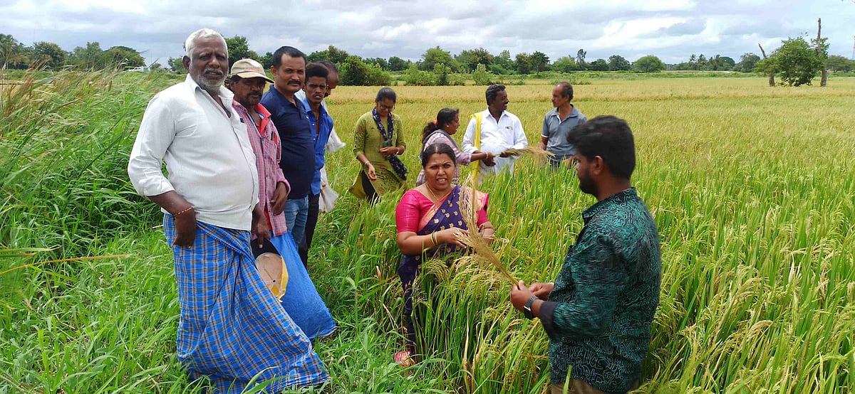 ತಲಕಾಡು: ಕೃಷಿ ಅಧಿಕಾರಿಗಳಿಂದ ಭತ್ತ ಪರಿಶೀಲನೆ