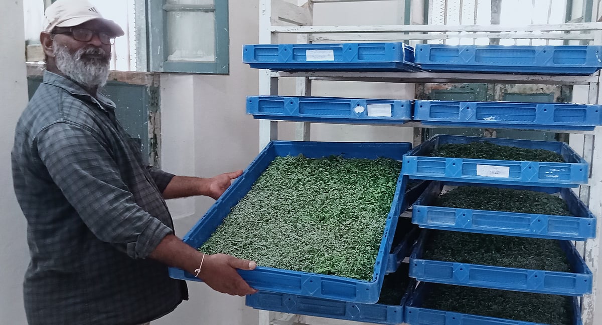 ಸಂತೇಮರಹಳ್ಳಿ | ರೇಷ್ಮೆ ಕೃಷಿಗೆ ಉತ್ತೇಜನ: ನೇರ ಮರಿಗಳ ವಿತರಣೆ