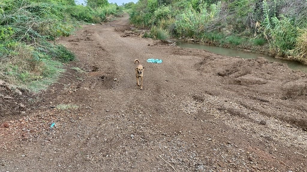 ವಿಜಯಪುರ | ಹೊಲಕ್ಕೆ ದಾರಿ ಯಾವುದಯ್ಯಾ...? 