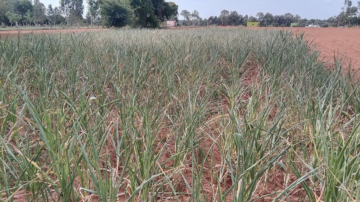 ದಾಬಸ್ ಪೇಟೆ | ಕೈಕೊಟ್ಟ ಮುಂಗಾರು; ಬಿತ್ತನೆ ವಿಳಂಬ