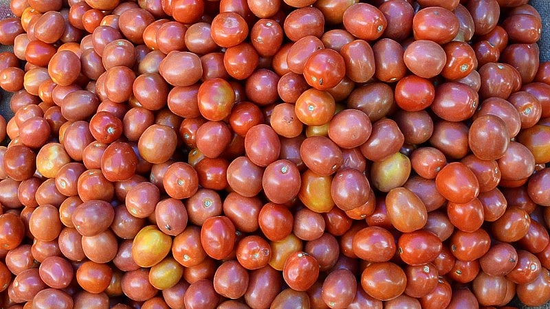 ಬೆಲೆ ಏರಿಕೆ ಬಿಸಿ: ಪಿಜ್ಜಾಗಳಲ್ಲಿ ಟೊಮೆಟೊ ಹಾಕಲ್ಲ ಎಂದ ಮೆಕ್‌ಡೋನಾಲ್ಡ್ಸ್!