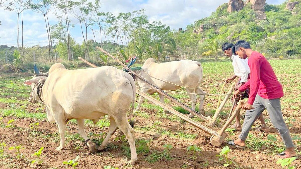ಯಾದಗಿರಿ | ಮುಂಗಾರು ಮುನಿಸು; ರೈತ ಕಂಗಾಲು
