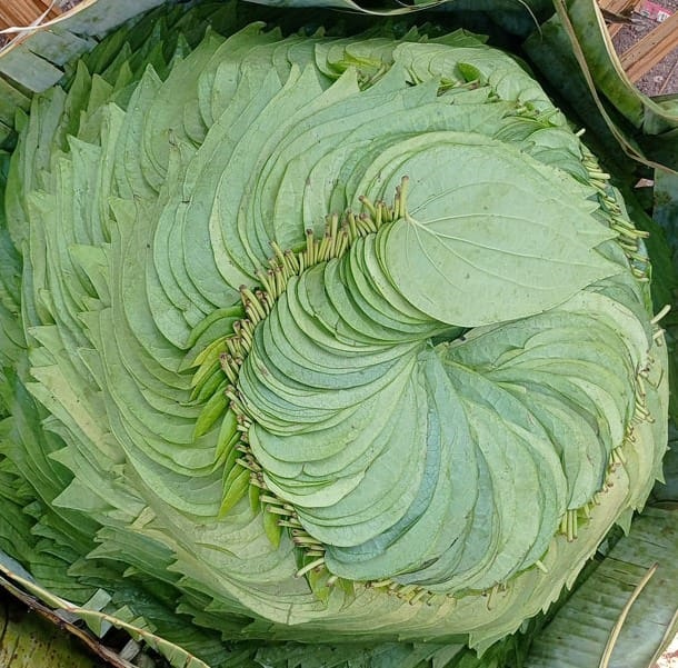 ಮೈಸೂರು ವೀಳ್ಯದೆಲೆ
