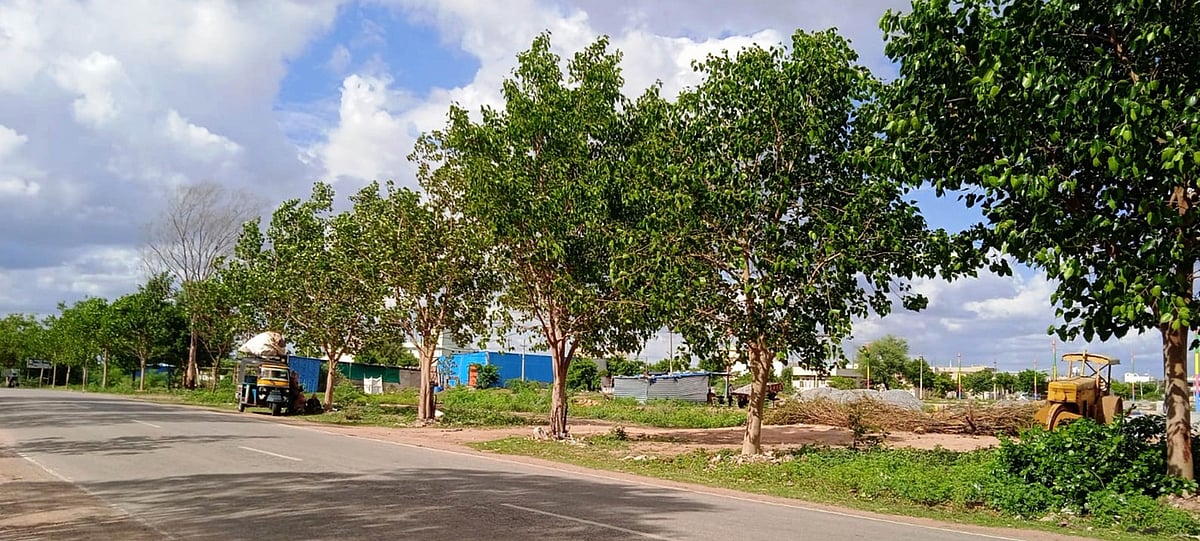 ಬಿಆರ್‌ಟಿಎಸ್ ಕಾಮಗಾರಿಗೆ ಸಾವಿರಾರು ಮರಗಳ ಹನನ: ಸಸಿ ನೆಟ್ಟು, ಪೋಷಿಸಿದ್ದು ಎಲ್ಲಿ?