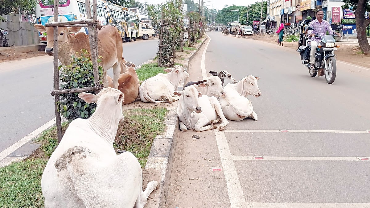 ಹರಪನಹಳ್ಳಿ: ಹೆದ್ದಾರಿ ‘ತಡೆ’ಯುವ ಬಿಡಾಡಿ ದನಗಳು, ವಾಹನ ಸವಾರರಿಗೆ ತೊಂದರೆ