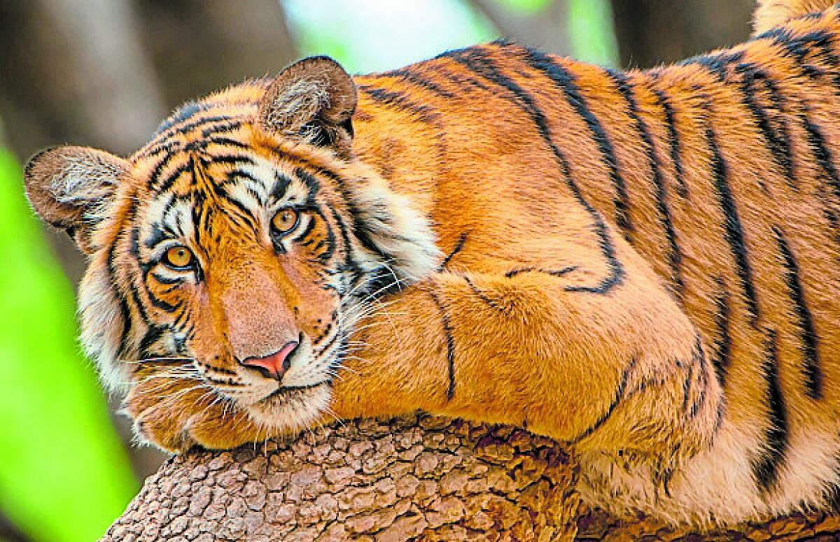 ಆಳ-ಅಗಲ | ಹುಲಿ ಸಂಖ್ಯೆ ಏರಿಕೆ–ಇಳಿಕೆಯ ಸುತ್ತ