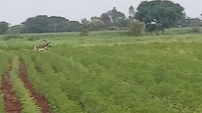 ಹುಮನಾಬಾದ್: ಬೆಳೆಗಳಿಗೆ ಕಾಡು ಪ್ರಾಣಿಗಳ ಕಾಟ, ಪರಿಹಾರಕ್ಕೆ ರೈತರ ಆಗ್ರಹ