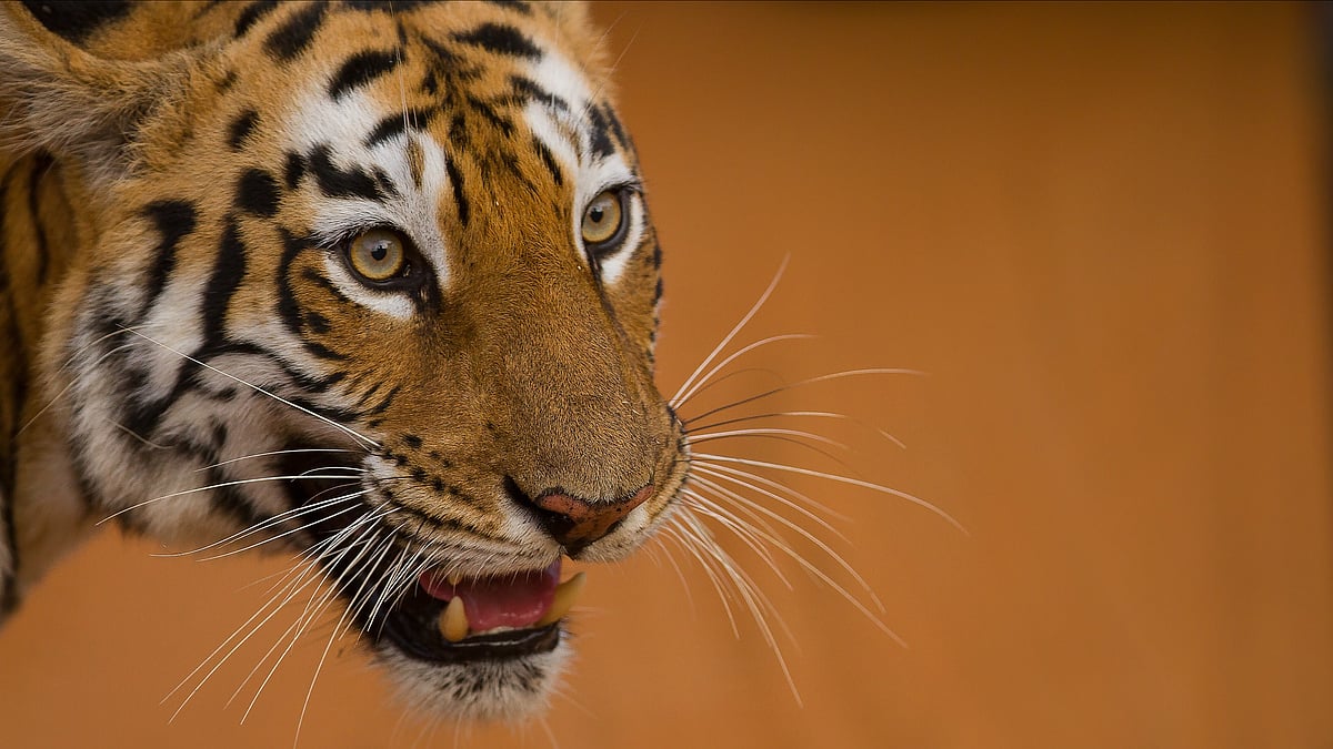 ಆಳ–ಅಗಲ: ಚಂಡವ್ಯಾಘ್ರನ ದಿಗಿಲು ದುಮ್ಮಾನ