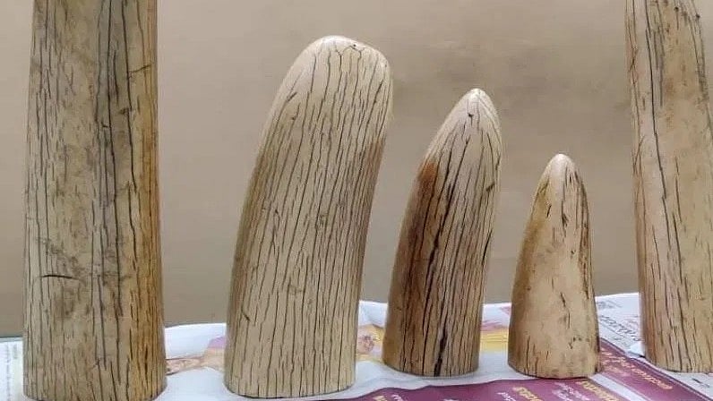 ಬೆಂಗಳೂರು: ಮನೆಯಲ್ಲಿದ್ದ ಆನೆ ದಂತ, ಮಾರಲು ಯತ್ನಿಸುತ್ತಿದ್ದವ ಬಂಧನ