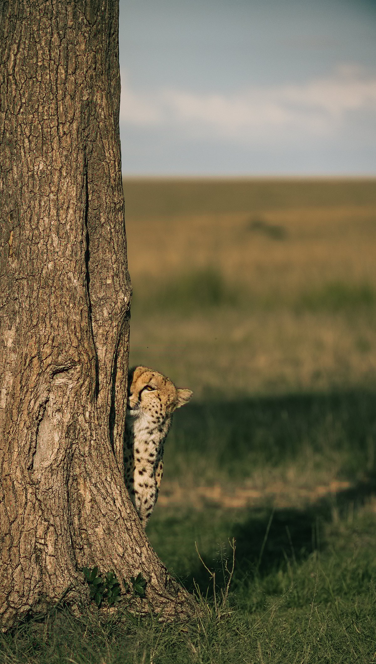 ವನ್ಯಜೀವಿ ಯುವ ಛಾಯಾಗ್ರಾಹಕಿ ಸಾನ್ವಿಗೆ 'ಕರ್ನಾಟಕ ಆಸ್ಕರಿ' ಪ್ರಶಸ್ತಿ