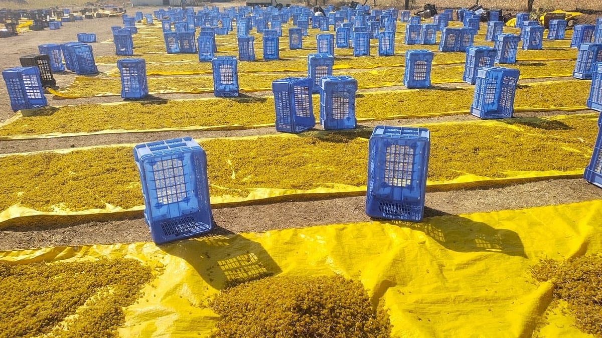 ಬೆಳಗಾವಿ: ಒಣದ್ರಾಕ್ಷಿ ದರ ಕುಸಿತ, ಸರ್ಕಾರದತ್ತ ಕೈಚಾಚಿದ ರೈತ