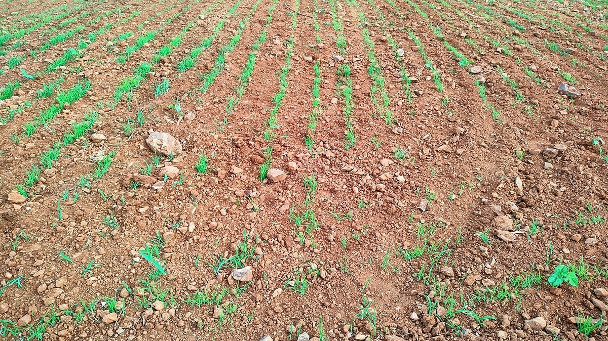 ಹುಳಿಯಾರು: ಮಳೆ ಕೊರತೆ ನಡುವೆ ವಿದ್ಯುತ್‌ ಕಣ್ಣಾಮುಚ್ಚಾಲೆ