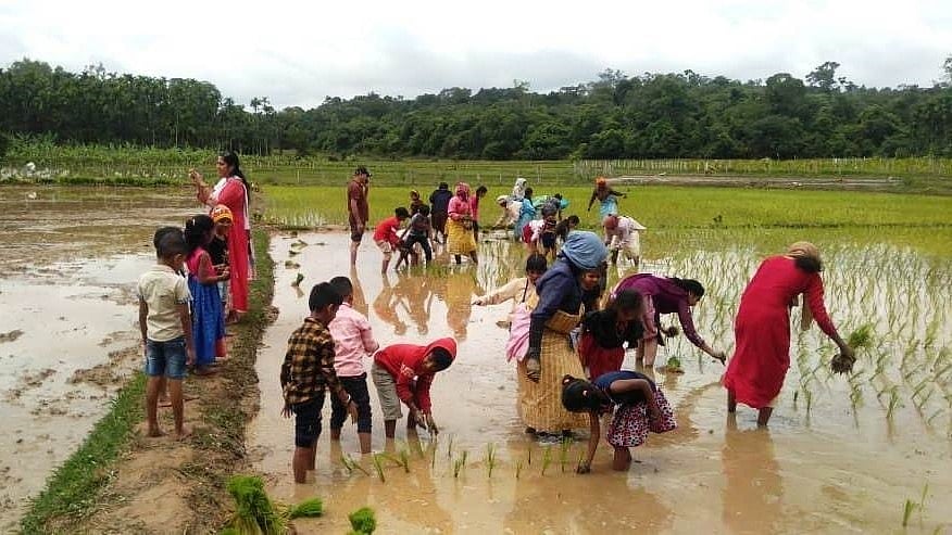 ಕೊಪ್ಪ | ಭತ್ತ ನಾಟಿ ಮಾಡಿದ ಶಾಲಾ ಮಕ್ಕಳು