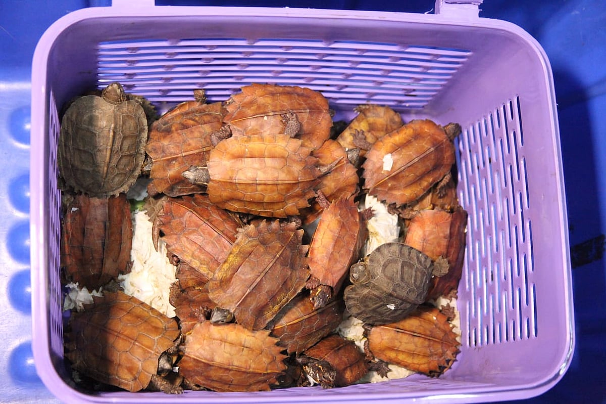 ಉತ್ತರ ಪ್ರದೇಶ | ಕಳ್ಳಸಾಗಣೆ ಮಾಡುತ್ತಿದ್ದ 405 ಅಪರೂಪದ ಆಮೆಗಳು ವಶ: ಇಬ್ಬರ ಬಂಧನ