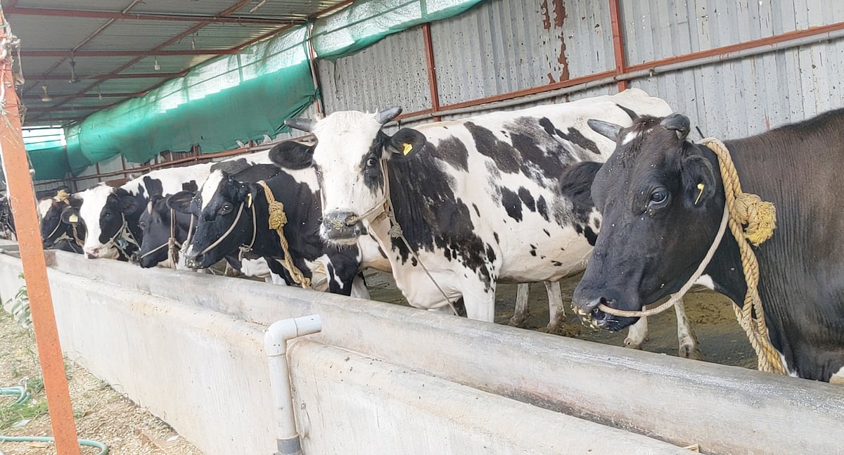 ಕೈ ಹಿಡಿದ ಹೈನುಗಾರಿಕೆ: ತಿಂಗಳಿಗೆ ₹3 ಲಕ್ಷ ಲಾಭ ಗಳಿಸುತ್ತಿರುವ ತುಮಕೂರಿನ ಮಹಿಳೆ!