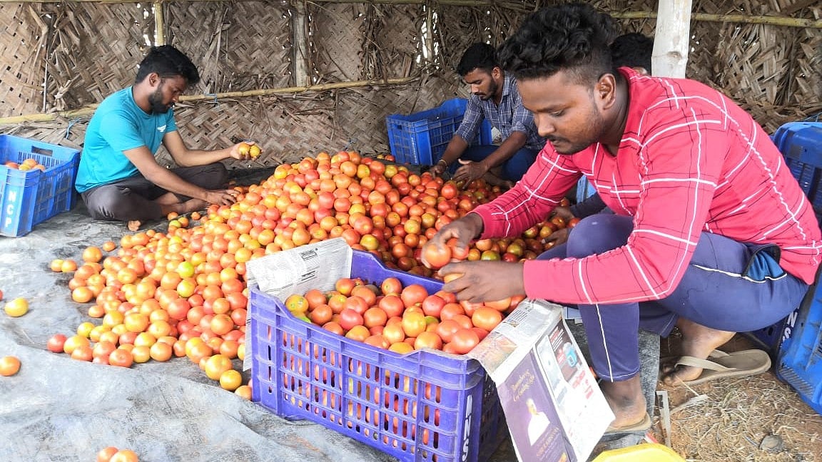 ಸಹೋದರರ ಅದೃಷ್ಟ ಬದಲಾಯಿಸಿದ ಟೊಮೆಟೊ: ಸಾಲವೂ ತೀರಿತು; ಮನೆಗೆ ಬರಲಿದೆ ದುಬಾರಿ ಕಾರು