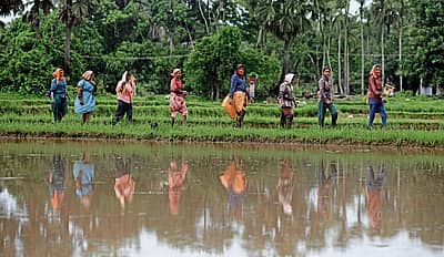 ಭತ್ತ ನಾಟಿಗೆ ಹೊರಟೆವು ನಾವು 