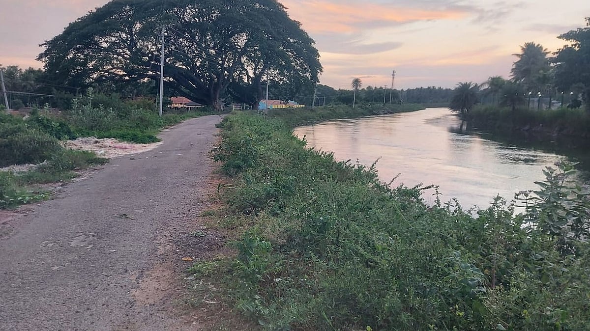 ಮಂಡ್ಯ: ನಾಲೆಗಳಿಗೆ ತಡೆಗೋಡೆ ಕಟ್ಟುವವರು ಯಾರು?