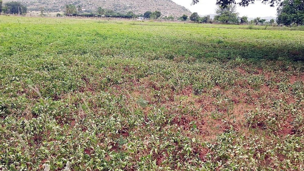 ಪಾವಗಡ | ಬಾರದ ಮಳೆ: ಒಣಗುತ್ತಿದೆ ಬೆಳೆ