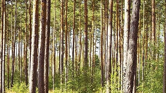 ಹಿರೇಗದ್ದೆ |  302 ಎಕರೆ ಪ್ರದೇಶ ಮೀಸಲು ಅರಣ್ಯವೆಂದು ಘೋಷಿಸಿದ ಸರ್ಕಾರ