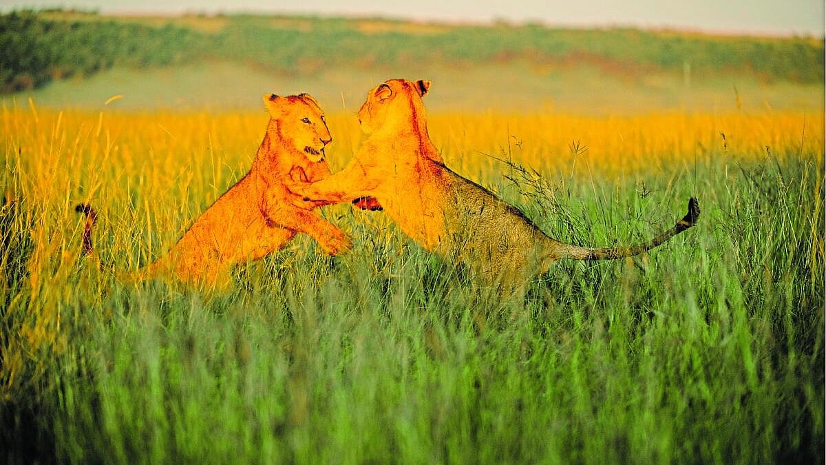 ಕ್ಯಾಮೆರಾ ಕಣ್ಣಲ್ಲಿ ಕೀನ್ಯಾದ ವನ್ಯಜೀವಿ ಲೋಕ...