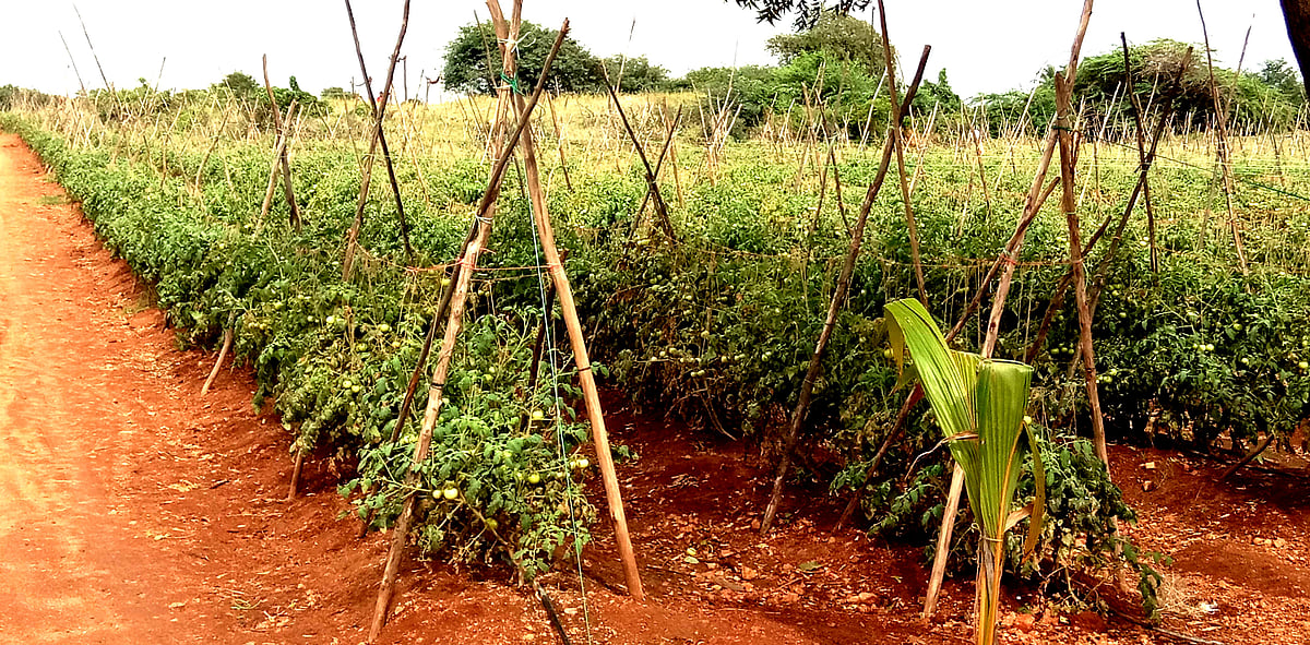 ಟೊಮೆಟೊ ದರ ಕುಸಿತ; ಬೆಳೆಗಾರರಲ್ಲಿ ಆತಂಕ