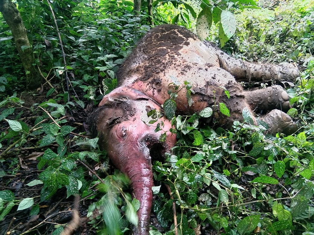 ಬೇಲೂರು: ತಾಯಿಯಿಂದ ಬೇರ್ಪಟ್ಟ ಮರಿಯಾನೆ ಸಾವು