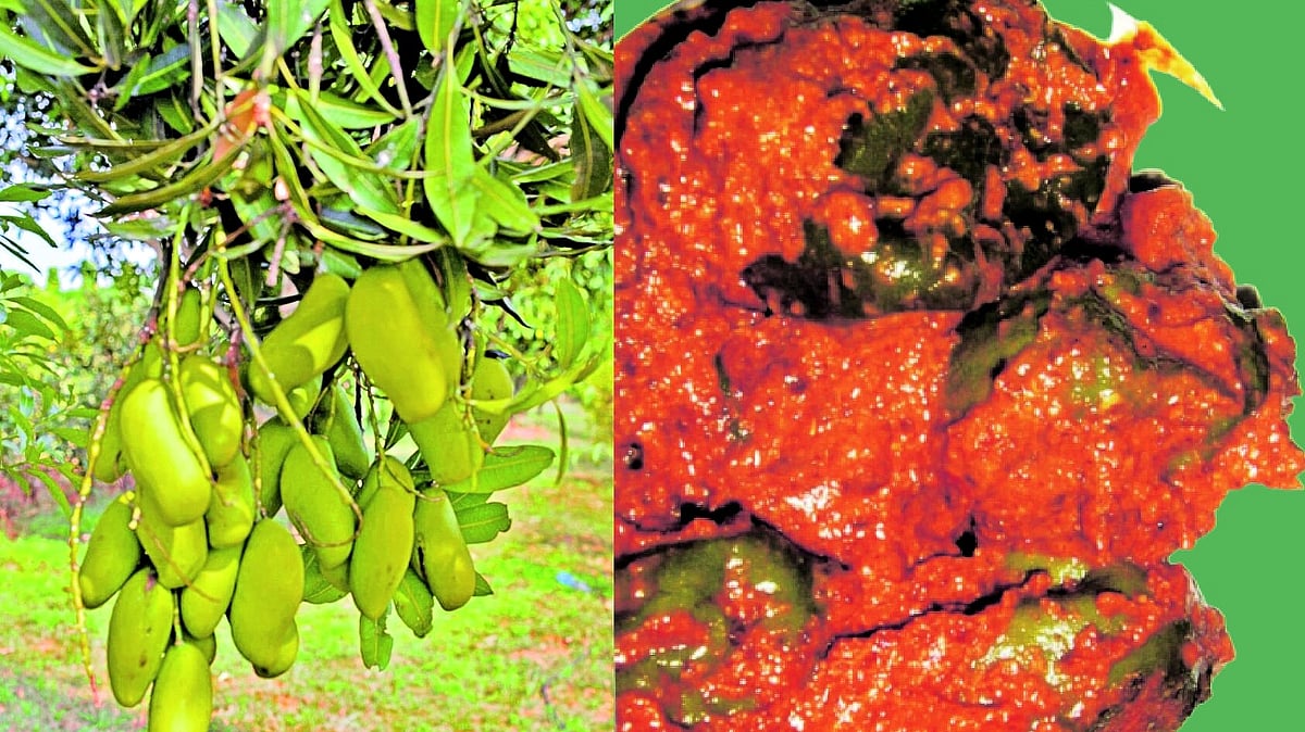 ಒಳನೋಟ: ಅ‍ಪ್ಪೆಮಿಡಿಯ ಅಂತರಂಗ..