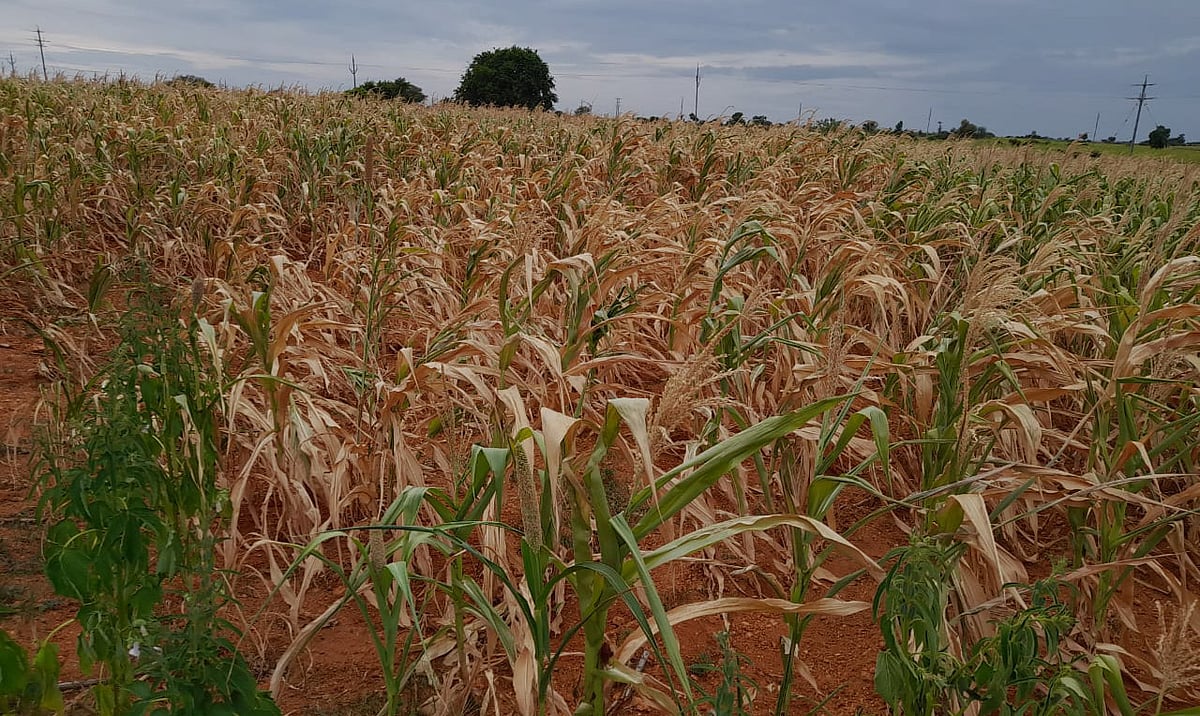ಕಾನಹೊಸಹಳ್ಳಿ | ಬಾರದ ಮಳೆ: ಒಣಗುತ್ತಿರುವ ಬೆಳೆ