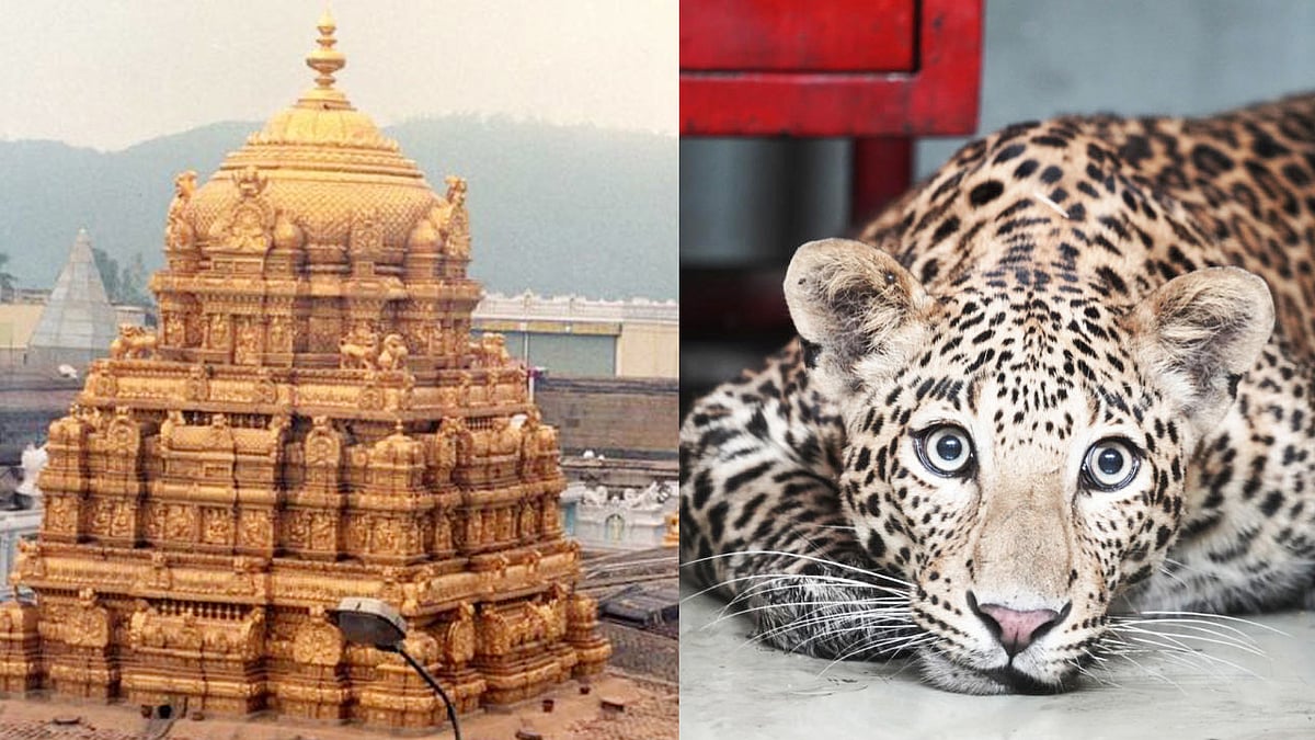 ತಿರುಪತಿ ಬೆಟ್ಟದಲ್ಲಿ ಚಿರತೆ ದಾಳಿ; ಮಕ್ಕಳನ್ನು ಕರೆದುಕೊಂಡು ಹೋಗುವ ಸಮಯ ಬದಲು