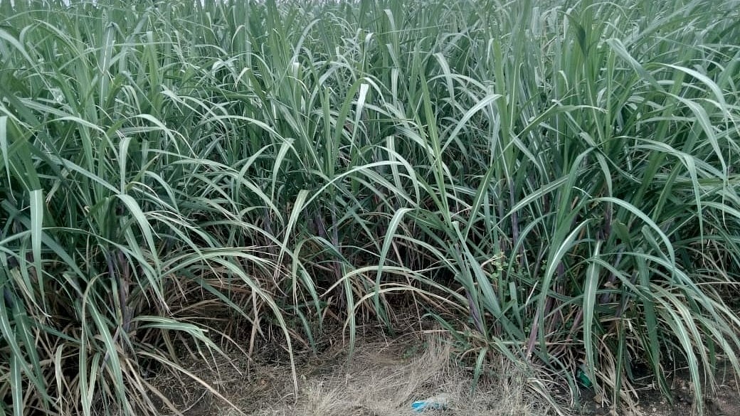 ಮೈಷುಗರ್‌ಗೆ ಪೂರೈಸಿದ ಟನ್‌ ಕಬ್ಬಿಗೆ ₹ 2,920 ದರ