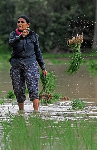 ಭತ್ತ ನಾಟಿ