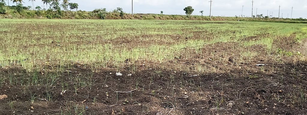 ಅಜ್ಜಂಪುರ | ಈರುಳ್ಳಿ ಕೈತಪ್ಪುವ ಭೀತಿ; ರೈತ ಕಂಗಾಲು